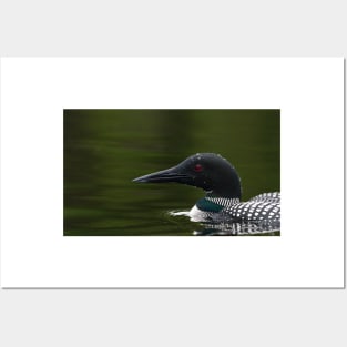 Water drops - Common Loon Posters and Art